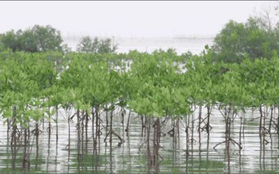 ASLA releases new Guide to Resilient Design