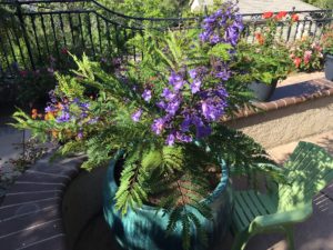 Jacaranda Bonsai Blue Multi; Star-Roses and Plants