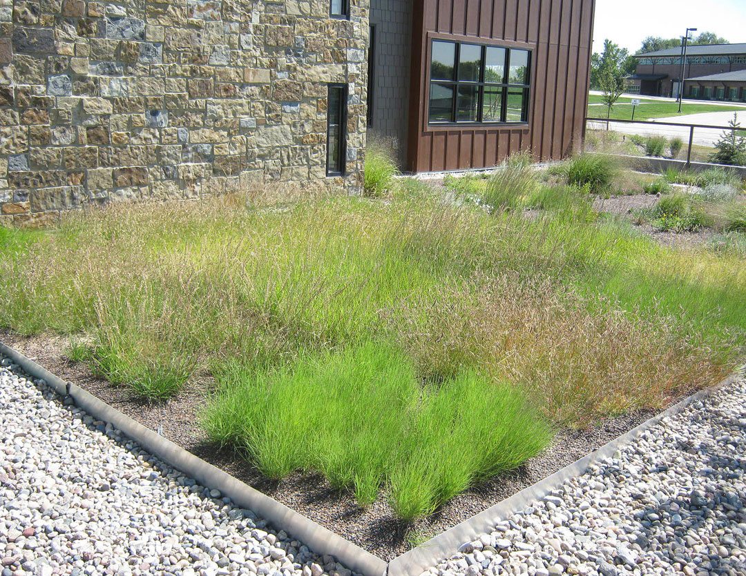 ASLA 2017 Honor Award, Research Category. Seeding Green Roofs for Greater Biodiversity and Lower Costs by Richard Sutton, FASLA. Photo credit: Dr. Richard K. Sutton, FASLA