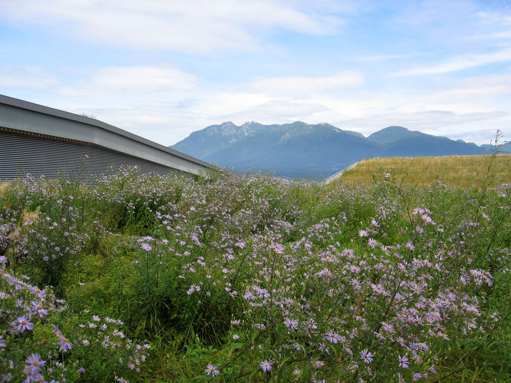 Canada’s largest living roof is not open to the public to better establish a complex waterfront ecology in a continuous habitat corridor to Stanley Park. The sloping forms set up natural drainage and seed migration patterns. Photo credit: PWL Partnership Landscape Architects Inc.