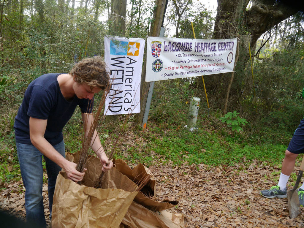 A volunteer getting ready to plant cypress saplings.