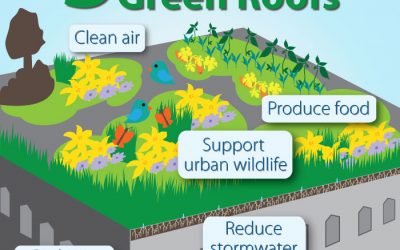 What is a “green roof” and are they helpful to the environment?