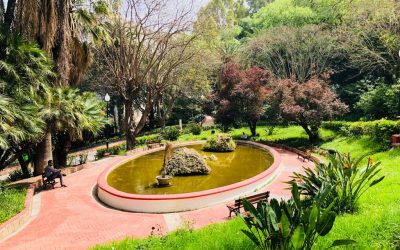 World Peace Gardens to Launch Its Next Site in Algiers