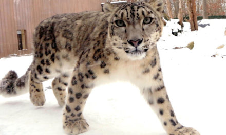 Northeast Precast Creates Home for Snow Leopards
