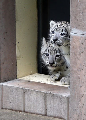 Snow Leopards at Cape May County Zoo in New Jersey 