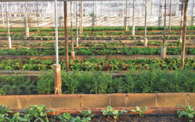 Reports illustrate best practices in creating healthy housing and agrihood projects