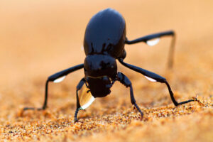 StoColor® Dryonic® takes inspiration from the fog-basking beetle found in the Namib Desert. Photo courtesy of Sto Corp.